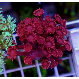 Гониопора красная S Goniopora sp. K3i02/S