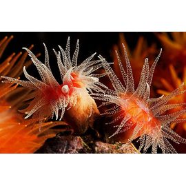 Баланофиллия S Balanophyllia bairdiana K3y35/S