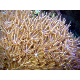 Антелия Пульсирующий коралл M Anthelia sp. K4f10/M