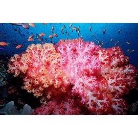 Дендронефтия M Dendronephthya sp. K4h20