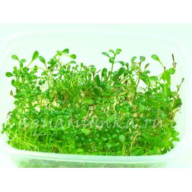 Растения в контейнере XL (только под заказ) Растения в контейнере XL (только под заказ)