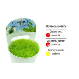 Утрикулярия (Utricularia graminifolia) Утрикулярия (Utricularia graminifolia)