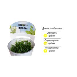 Дидиплис Диандра (Didiplis diandra) ARU-11722 Дидиплис Диандра (Didiplis diandra) ARU-11722