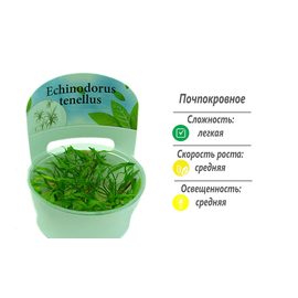 Эхинодорус тенелус (Echinodorus tenellus) Эхинодорус тенелус (Echinodorus tenellus)