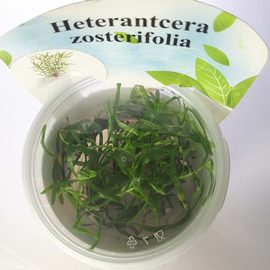 Гетерантера остролистная (Heterantcera zosterifolia) ARU-11711 Гетерантера остролистная (Heterantcera zosterifolia) ARU-11711