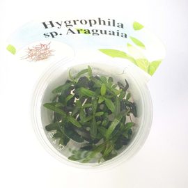 Гигрофила арагвайя (Hygrophila sp. "Araguaia") ARU-11720 Гигрофила арагвайя (Hygrophila sp. "Araguaia") ARU-11720