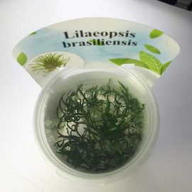 Лилеопсис бразильский (Lilaeopsis brasiliensis) ARU-11718 Лилеопсис бразильский (Lilaeopsis brasiliensis) ARU-11718