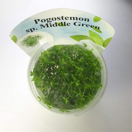 Погостемон sp. (Pogostemon sp. Middle Green) Погостемон sp. (Pogostemon sp. Middle Green)