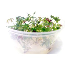 Лютик водный (Ranunculus inundatus) Лютик водный (Ranunculus inundatus)