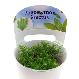 Погостемон Эректус (Pogostemon Erectus) Погостемон Эректус (Pogostemon Erectus)