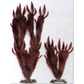 Растение Морской кактус, 20см, коричневое