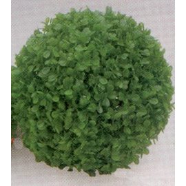 Растение Коврик-шар D9см зеленое