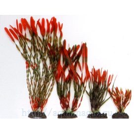 Растение Валлиснерия спиральная 30см красно-зеленое