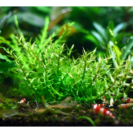 Гигрофила арагвайя (Hygrophila sp. "Araguaia") ARU-11720 Гигрофила арагвайя (Hygrophila sp. "Araguaia") ARU-11720