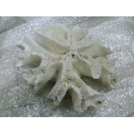 Коралл открытый мозг 5-7 (open brain) 13-18см