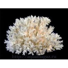 Коралл акропора 5-7 (coral loice) 13-18см