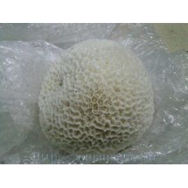 Коралл мозговик 8-9 20-23см