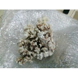 Коралл поциллопора  9-10 (coral flower) 23-26см