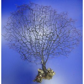 Коралл черный 10-15 (sea fun) 25-38см (5шт)