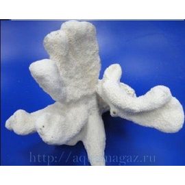 Коралл Cats paw 10-12 25-30см