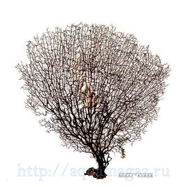 Коралл черный 20-25 (sea fun) 50-63см (5шт)