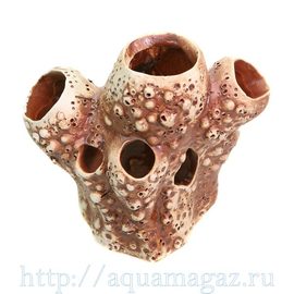 Актиния малая Актиния малая