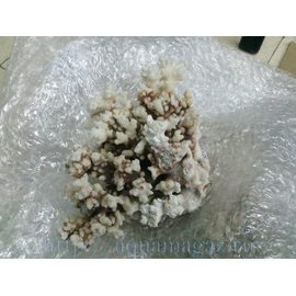Коралл поциллопора  5-7 (coral flower) 13-18см