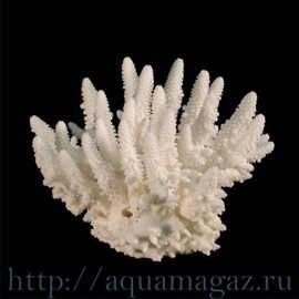 Коралл пальчиковый  10 (Finger) 26см