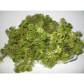 Мох сфагнум (пакет)