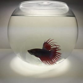 Рыбка Петушок + Аквариум (в ассортименте)