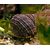 Улитка-водорослеед нилотикус M Trochus Tectus, Rochia niloticus