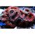 Микромусса красная M Micromussa sp. red