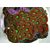 Микромусса красная S Micromussa sp. red