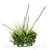 растение для аквариума Fluval Chi растение для аквариума Fluval Chi