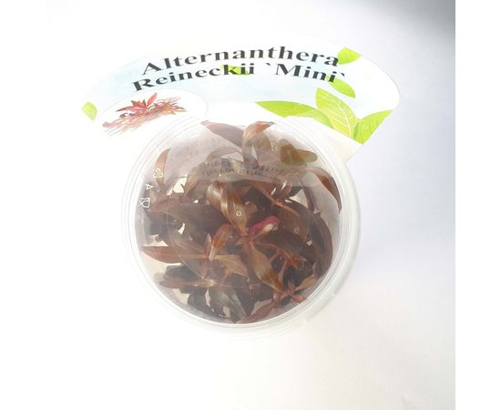 Альтернантера мини (Alternanthera reineckii "mini")