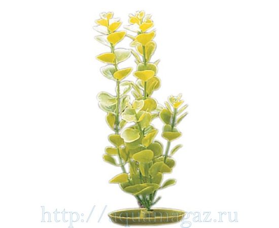 Растение Монетница 30см зеленое