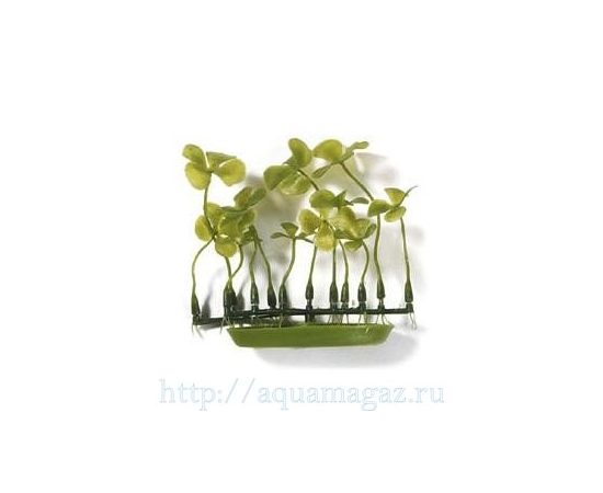 Растение Четырехлистник, зеленое