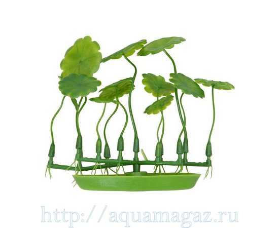 Растение Марсилея 10 см зеленое