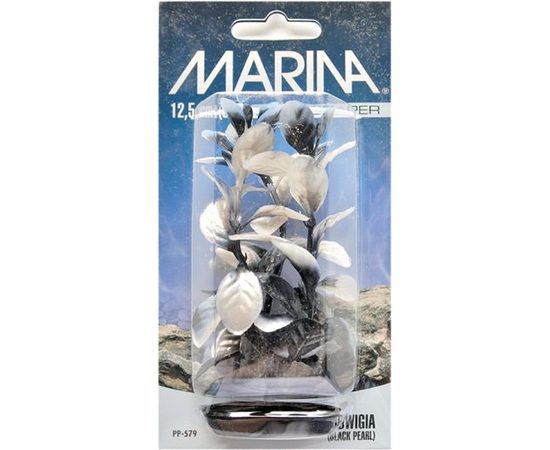 Растение Людвигия черно-белая 13см перламутровое