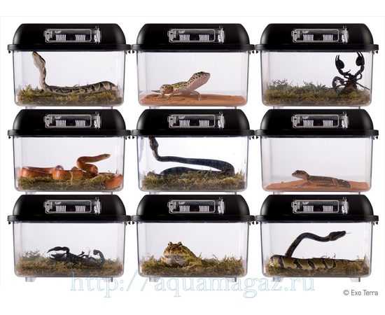 Контейнер для разведения Breeding Box большой Контейнер для разведения Breeding Box большой