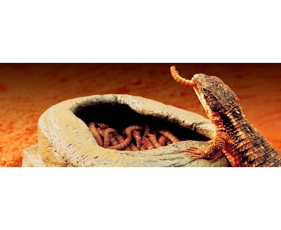 Кормушки-камни для подвижного корма Worm Dish, 11,5х9х5 см Кормушки-камни для подвижного корма Worm Dish, 11,5х9х5 см