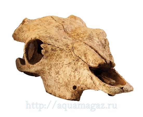 Убежище-декор Череп бизона для террариума