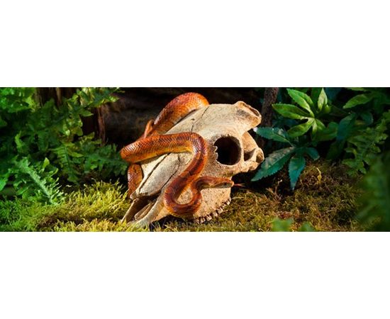 Убежище-декор Череп бизона для террариума