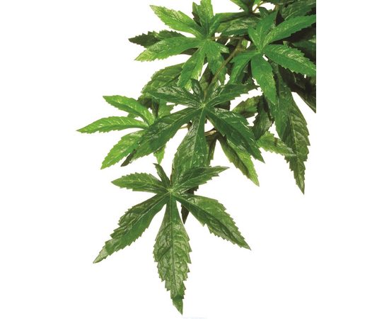 Тропическое растение Jungle Plants Абутилон малое