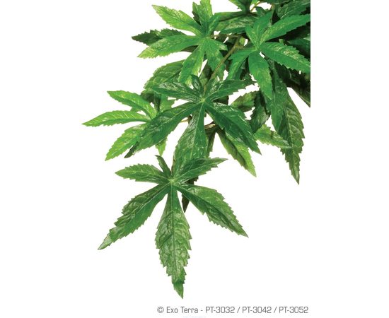 Тропическое растение Jungle Plants Абутилон среднее