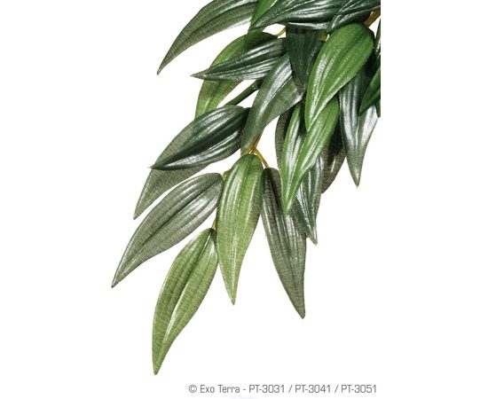 Тропическое растение Jungle Plants Рускус  большое