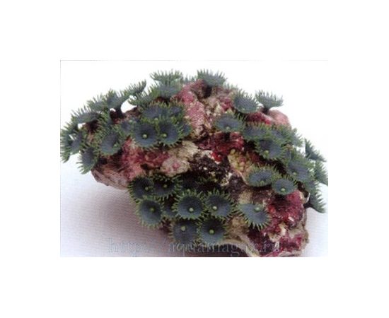 Композиция из кораллов пластиковая 22х18х10см Композиция из кораллов пластиковая 22х18х10см