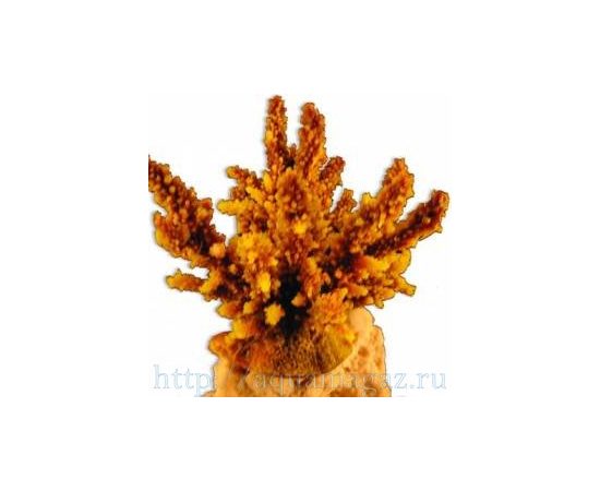 Коралл искуственный RED SEA Акропора (Acropora) L желтый