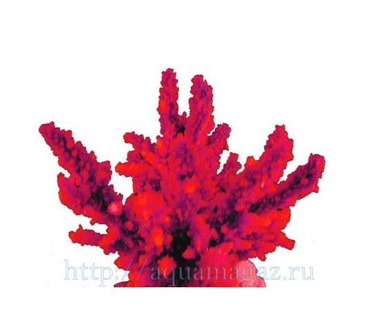 Коралл искуственный RED SEA Акропора (Acropora) L красный