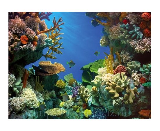 Фон Акула/Кораллы 49 см.